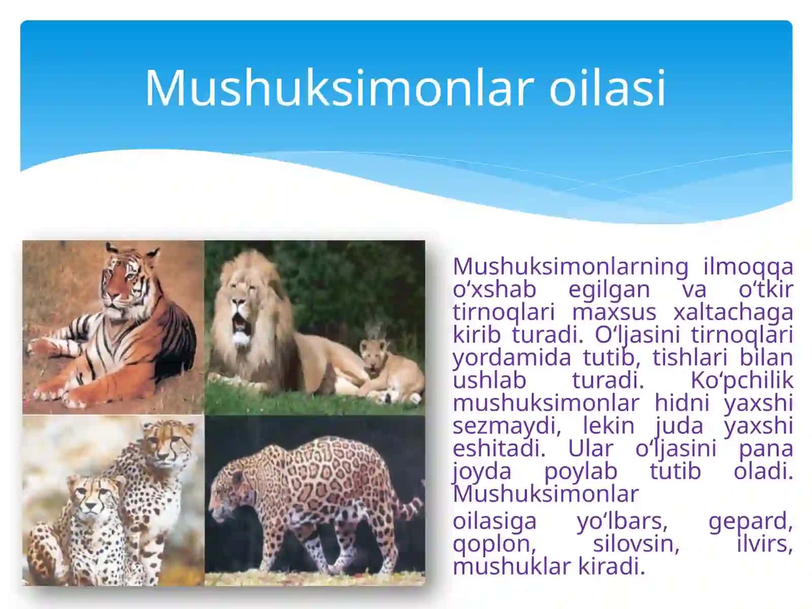 Yirtqich sutemizuvchilar turkumi 3