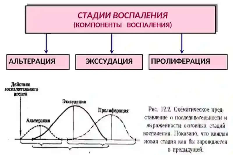 Воспаление 3