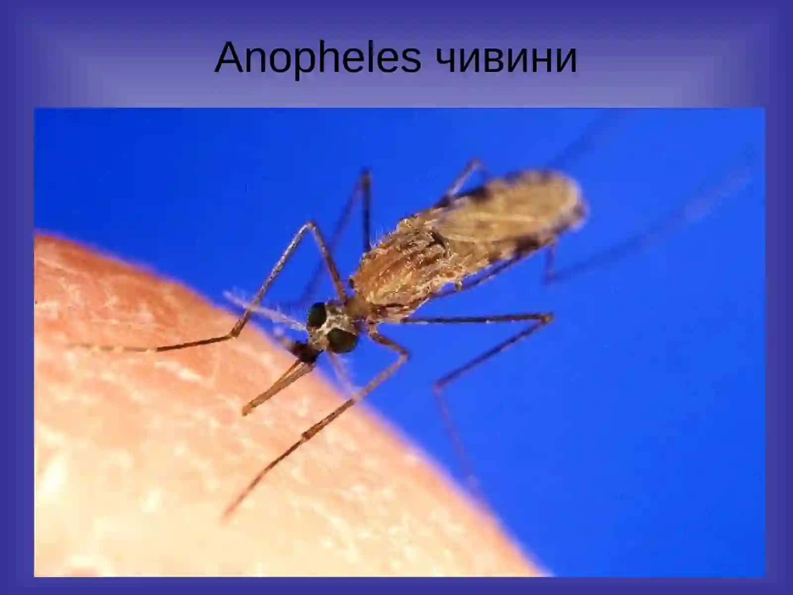 Безгак: патогенези, клиникаси, диагностикаси ва давоси 3