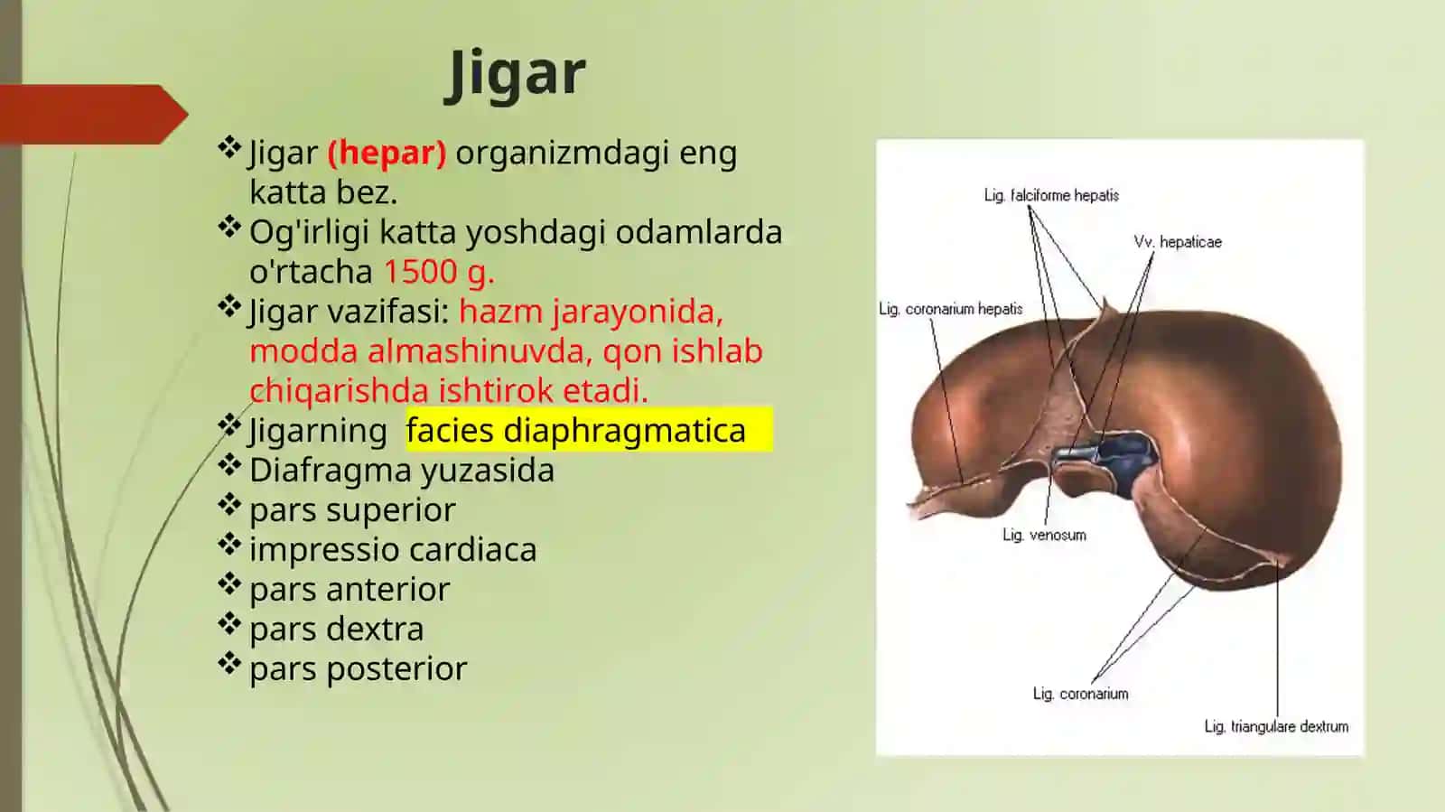 Jigar, me’da osti bezi: tuzilishi, topografiyasi 3