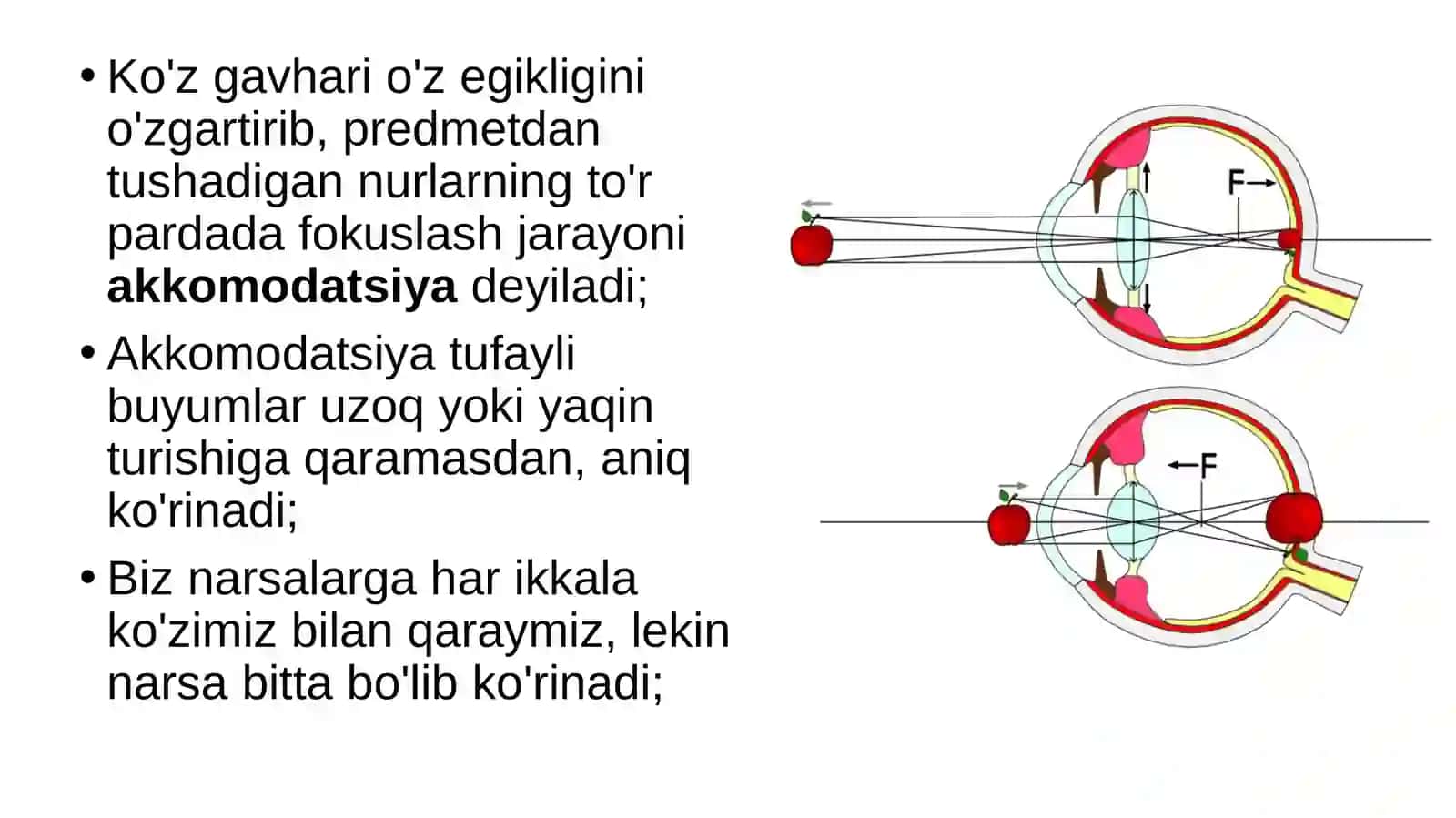 Ko'rishorganlarining funksiyasi 3