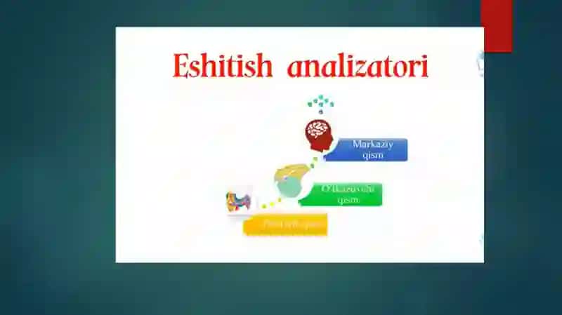 Қулоқ анатомияси 3
