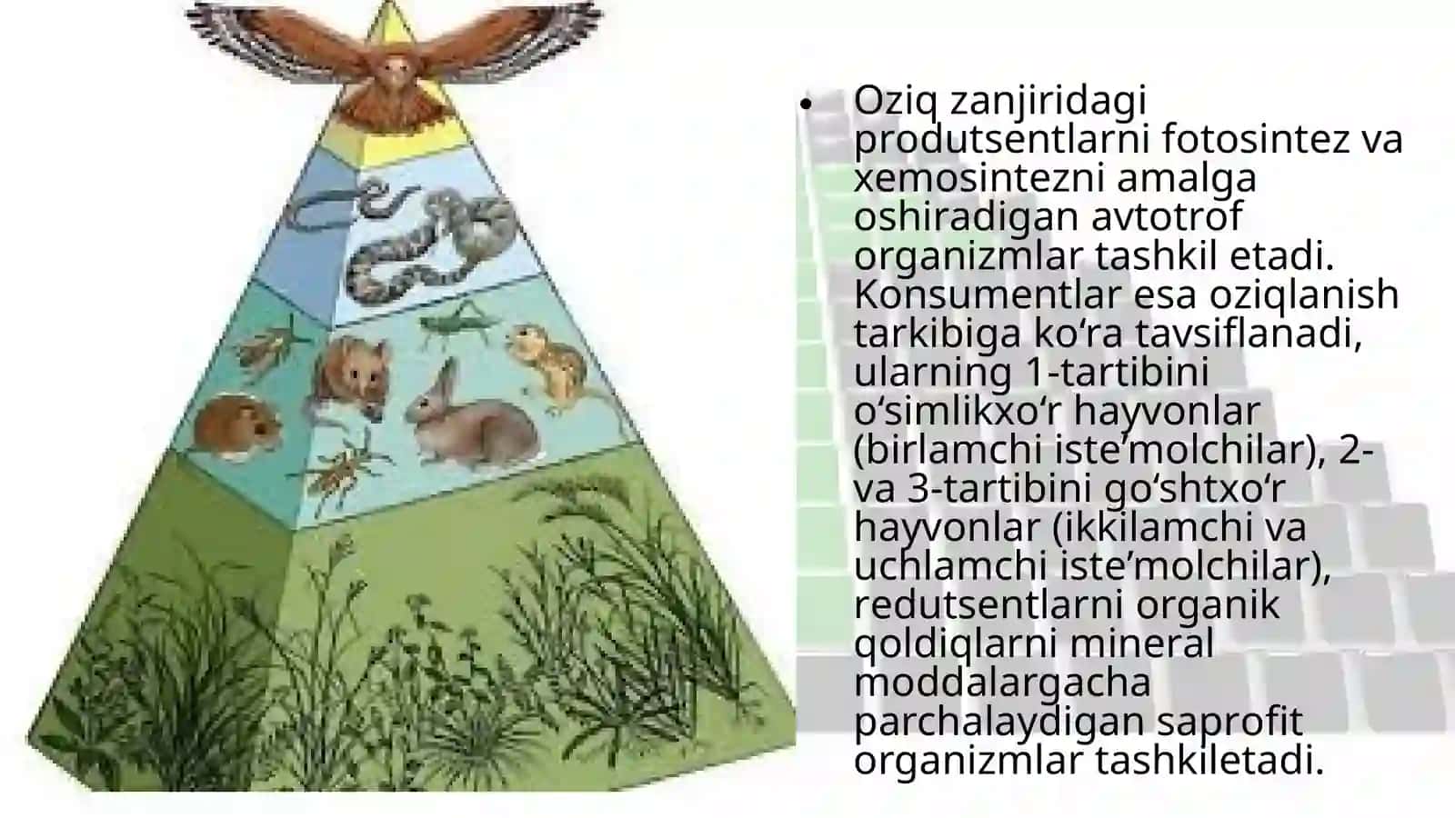 18-§.Ekologikpiramidaqoidasi.Biomassavaenergiyapiramidasi 3