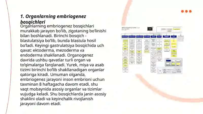 Organlarning Embriologiyasi 3