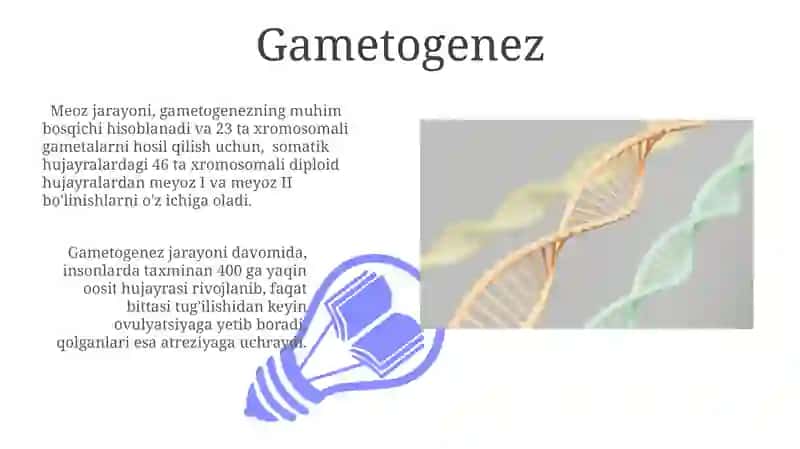 Rivojlanish biologiyasi Ontogenez bosqichlari 3