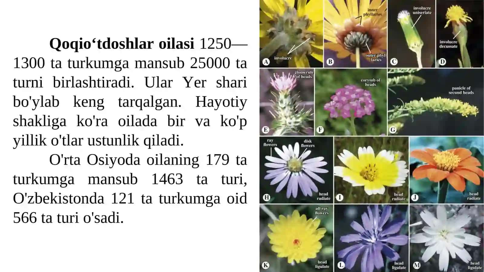 Qoqio'tdoshlar (murakkabguldoshlar) - Asteraceae (Compositac) oilasi 3