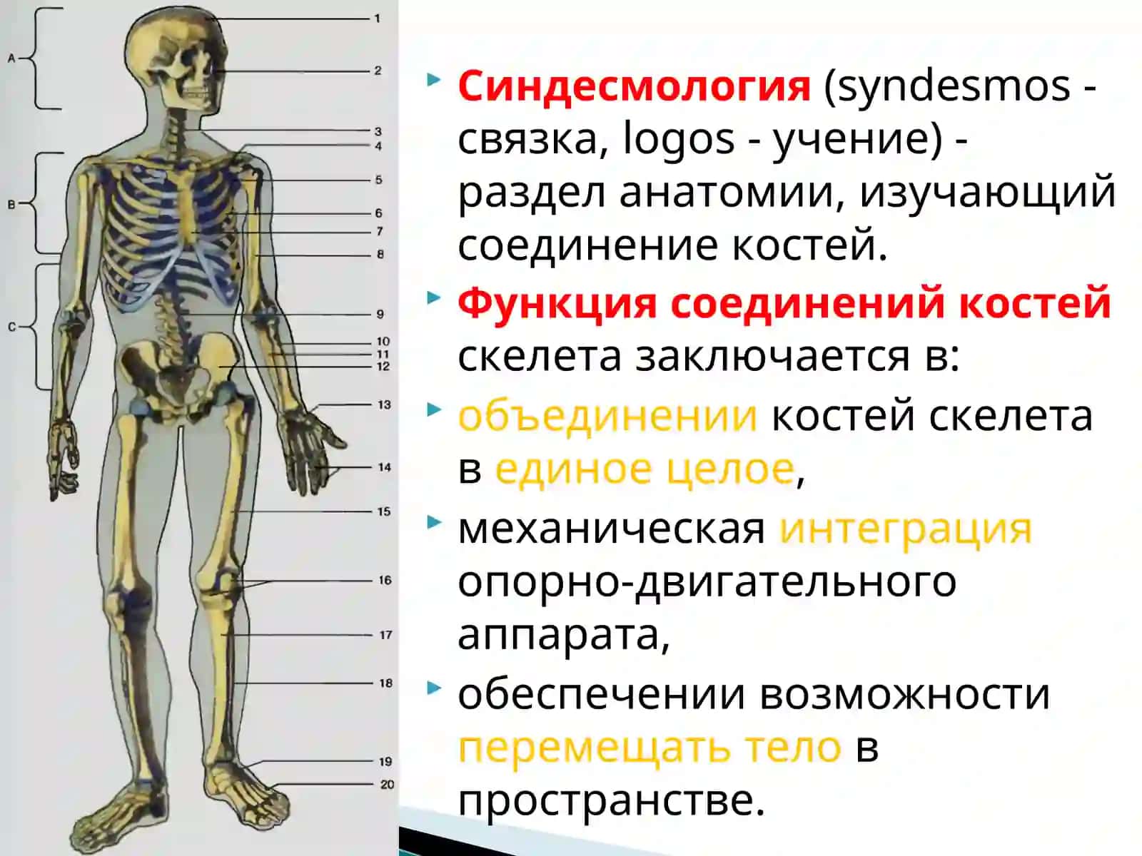 Анатомия фани 3