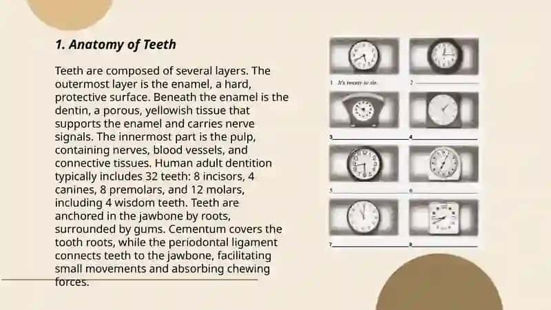 Teeth and its funktions 3