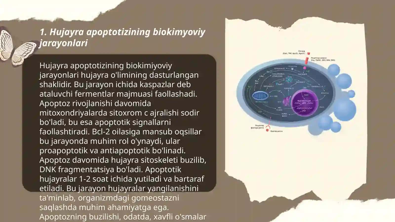 Hujayra apoptozi. Xujayralarning xayot sikli 3