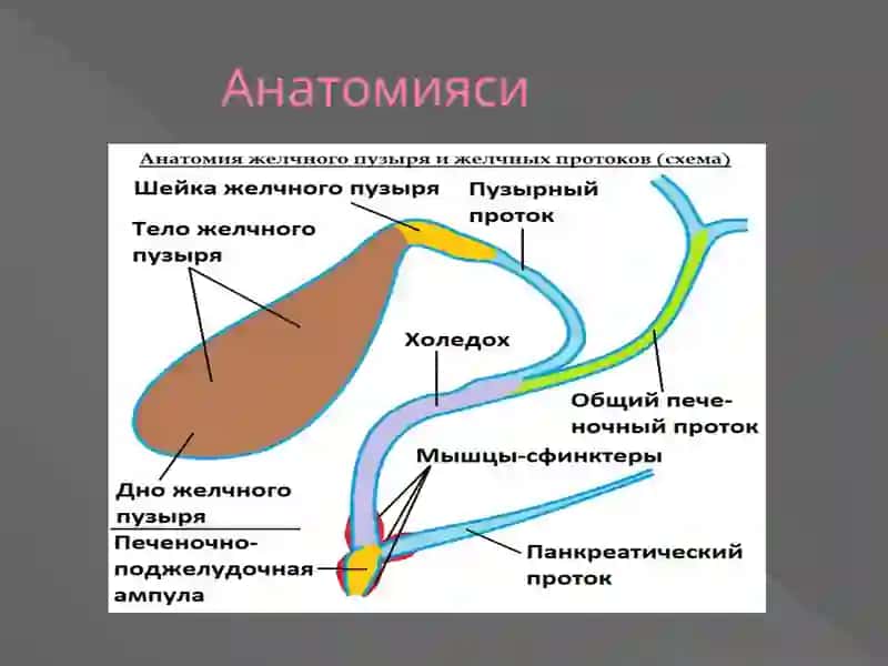 Ӱт йўлларни ултратовуш текшируви технологияси.Ўт пуфаги, ўт йулларни ноўсма  касалликларини ултратовуш ташхиси 3