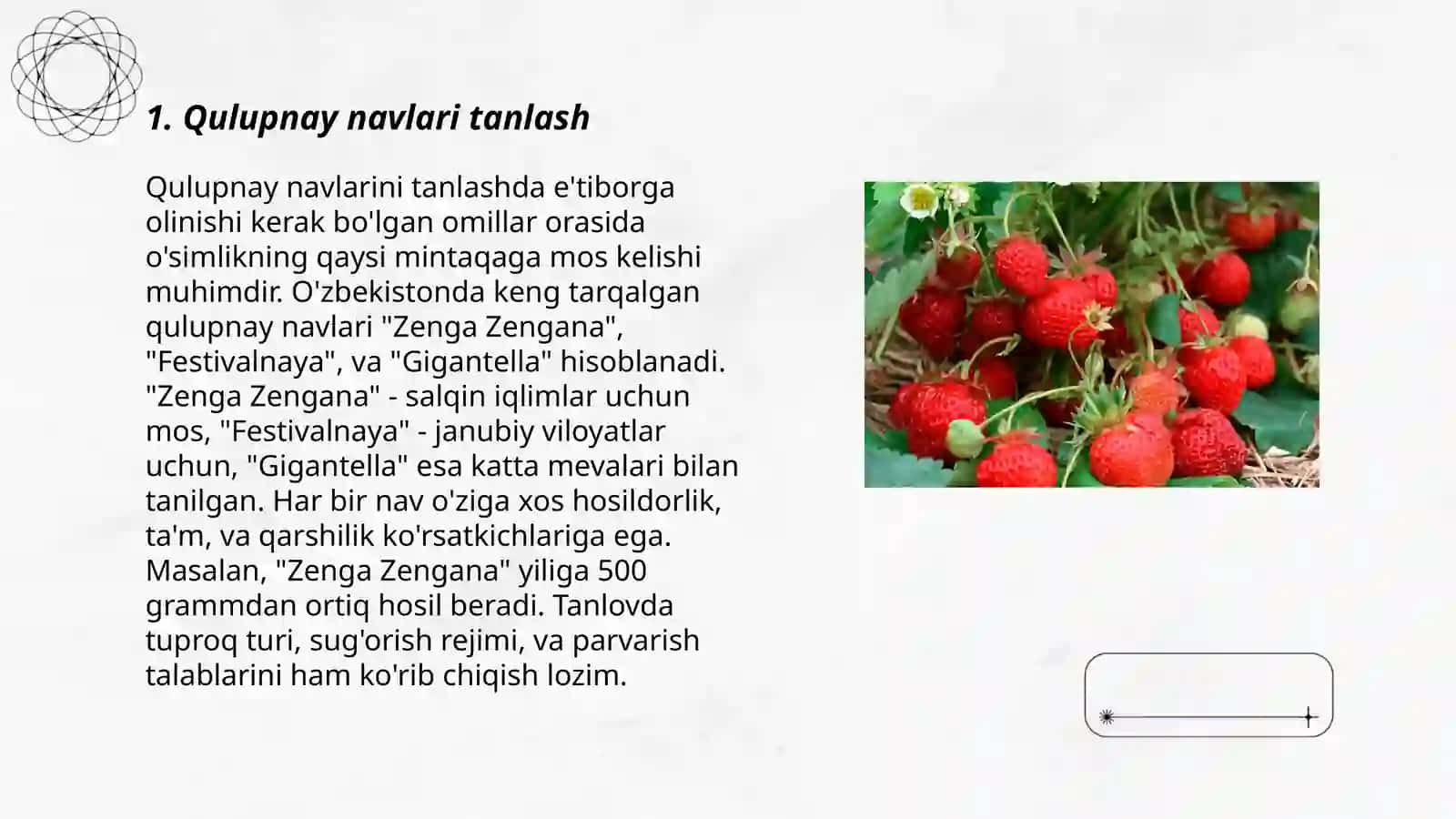 Qulupnay yetishtirish texnologiyasi 3