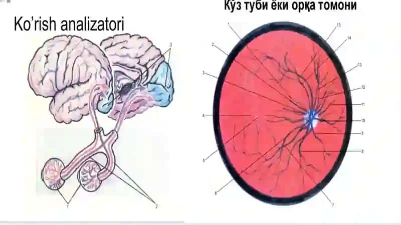 Fotoretseptor hujayralarning ultrastrukturasi va gistafiziologiyasi. Fotoreseptsiyaning sitologik va molekulyar mexanizmlari. Gematooftalmik to‘siqning tarkibi, funksiyalari va buzilishlari 3