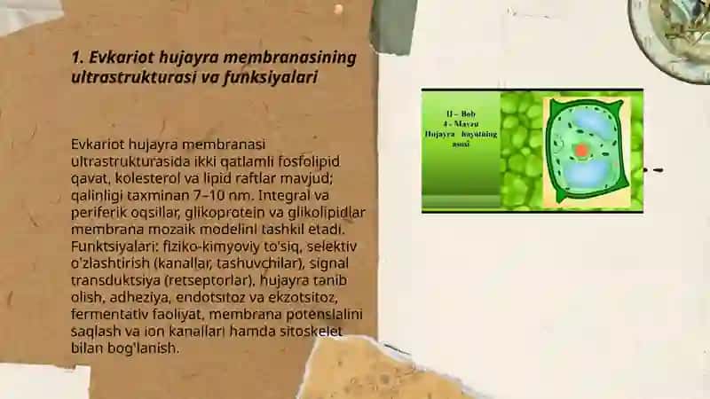 Tibbiy biologiya Evkariot hujayralarninig ultra strukturaviy tuzilishi, Alimxodjayeva N. T 3