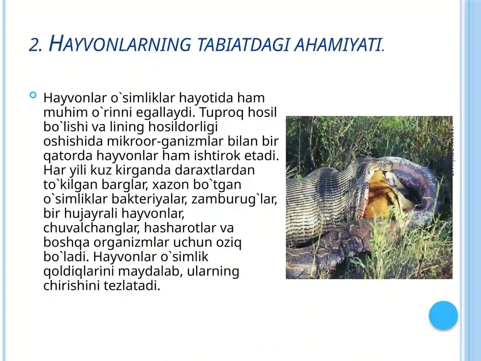 Hayvonotolami 3