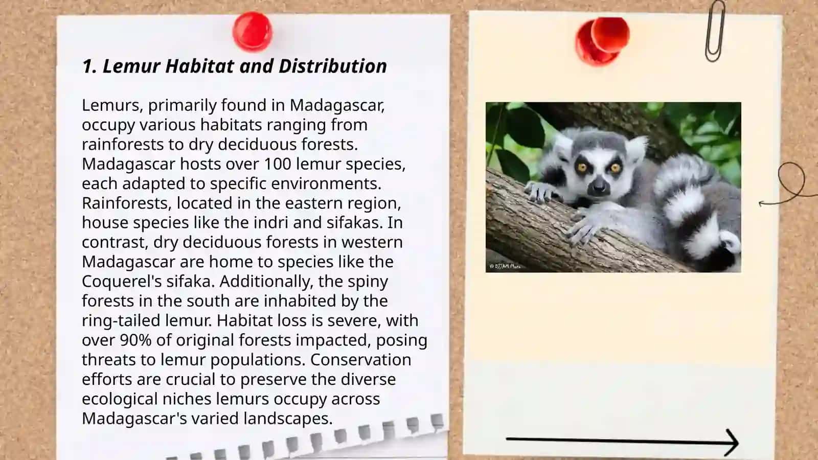 Lemur 3