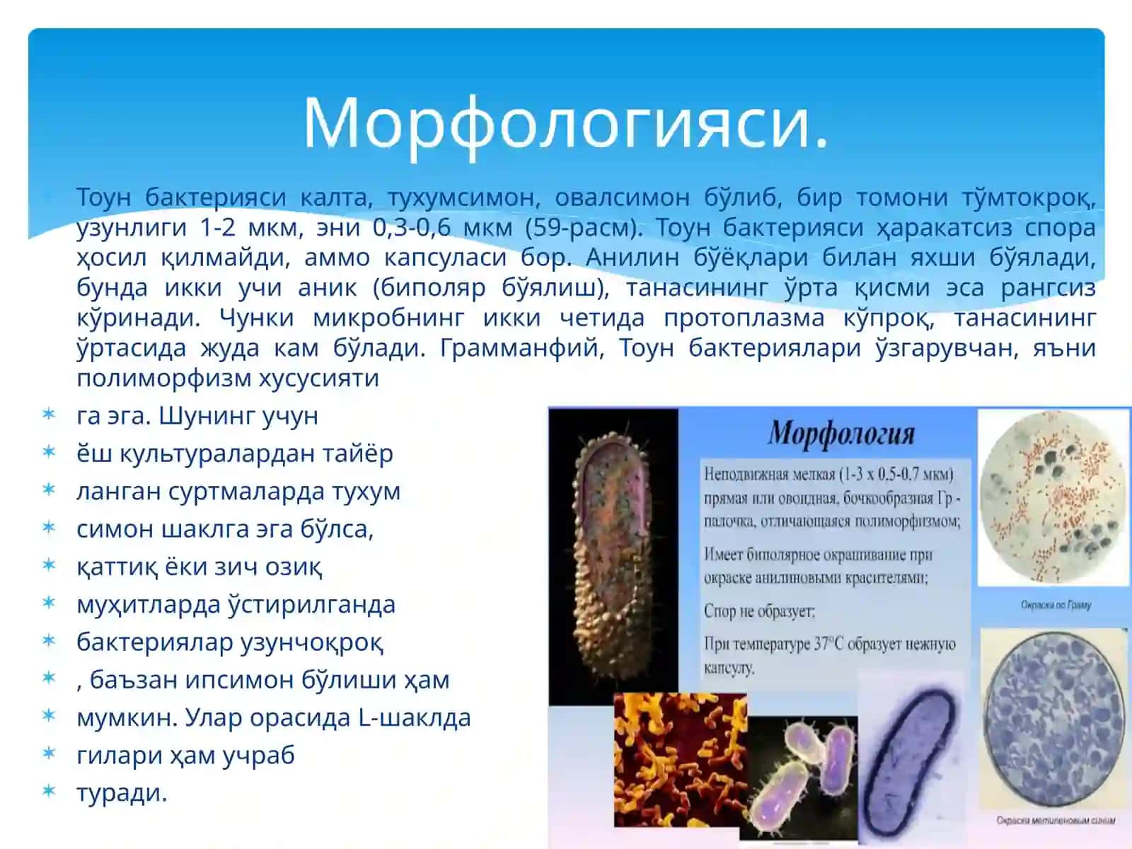 Тоун(ўлат)ўткир,ўтахавфли антрапозооноз инфекция 3