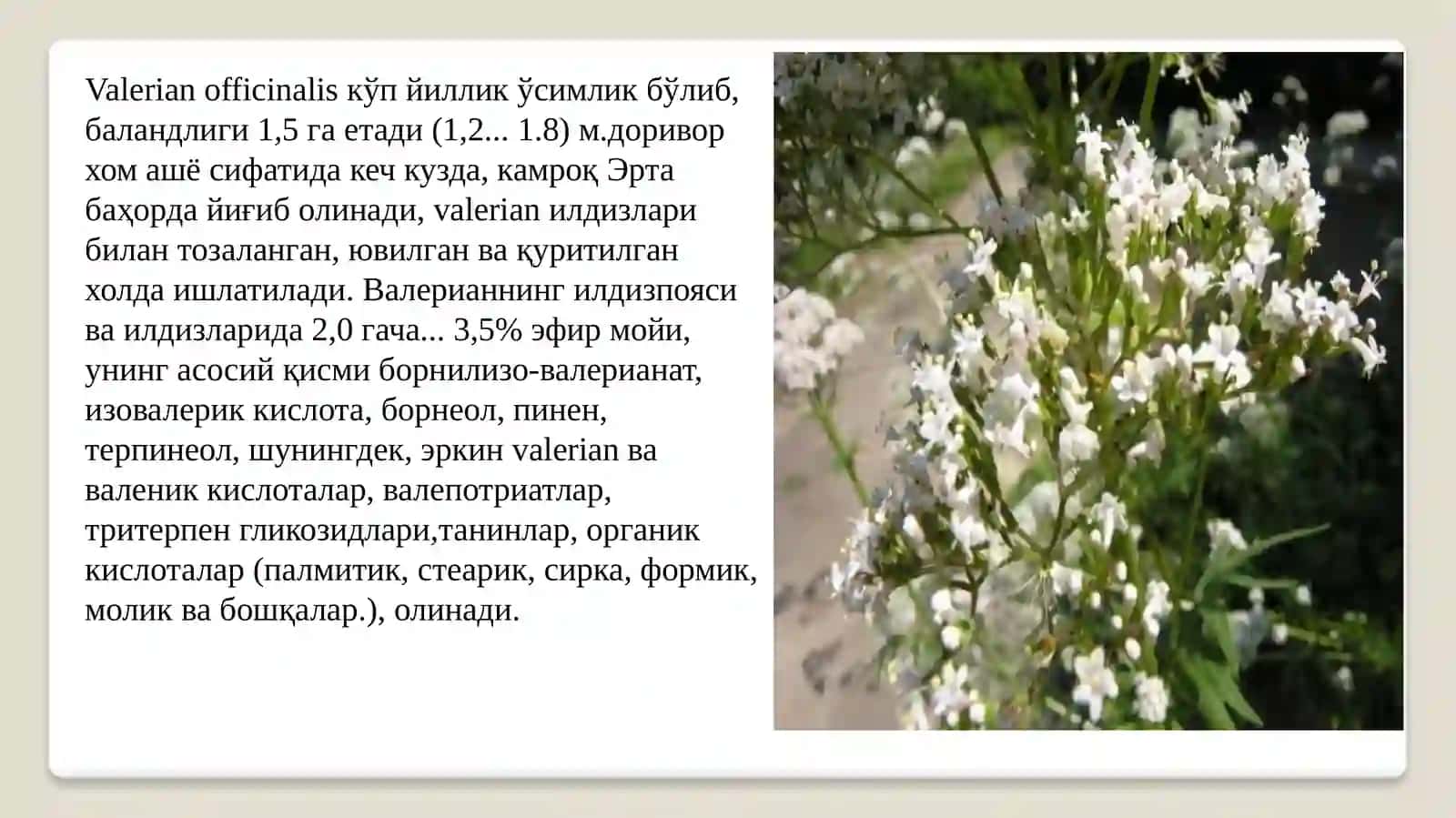 Aserun (Valeriana) va Chakanda (Облипиха) Zararkunandalariga Qarshi Kurash Choralar 3