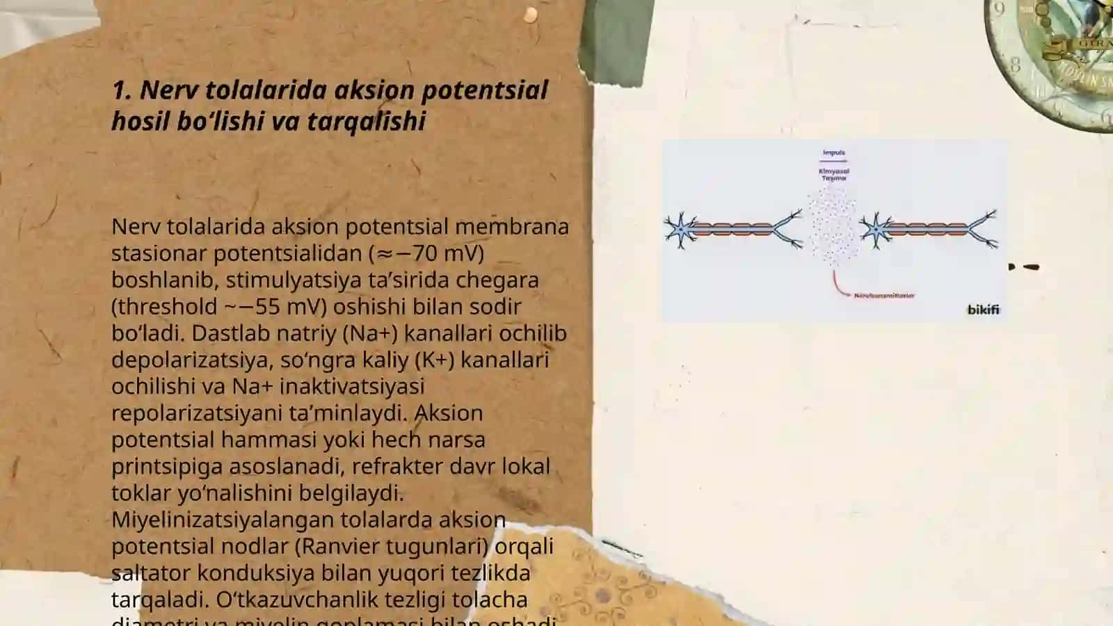Nerv tolalari va sinapslar Fiziologiyasi 3
