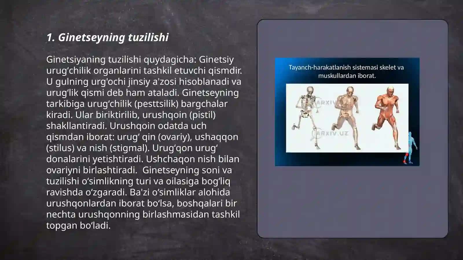 Ginetseyning tuzilishi va turlari. Megosporogenez haqida umumiy tushuncha 3