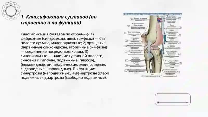 Анатомия суставов 3