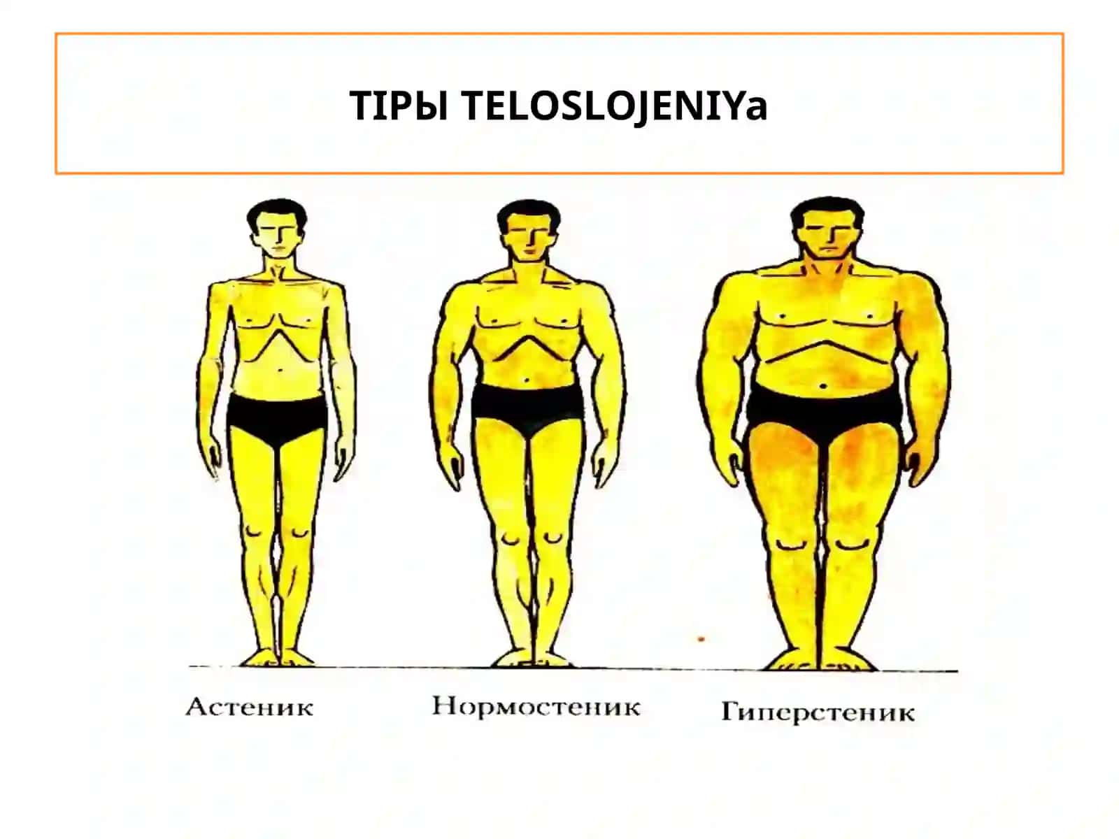 Kattalar organizmi a'zolar tizimi tuzilishi va funksiyalari 3