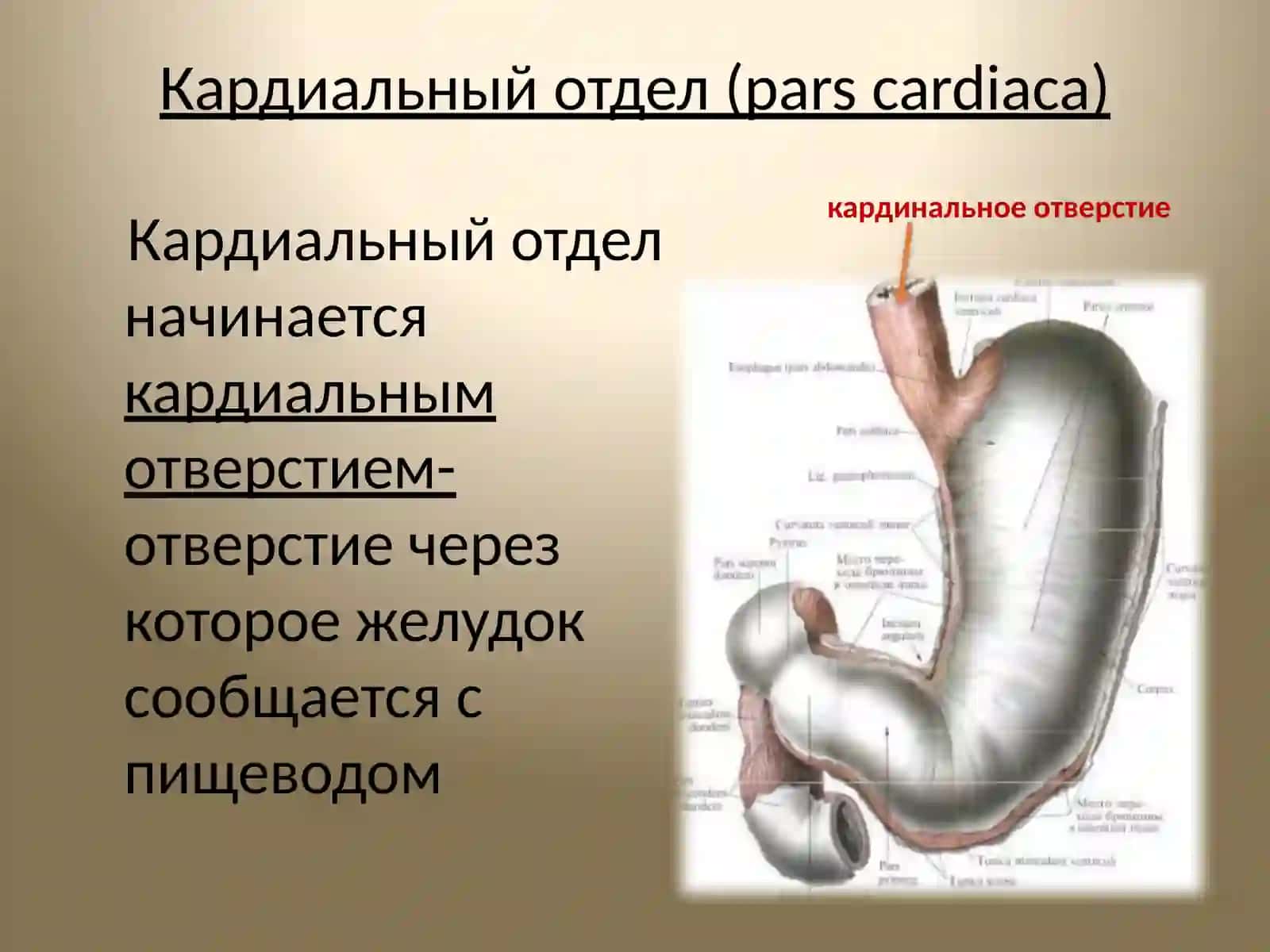Желудок 3