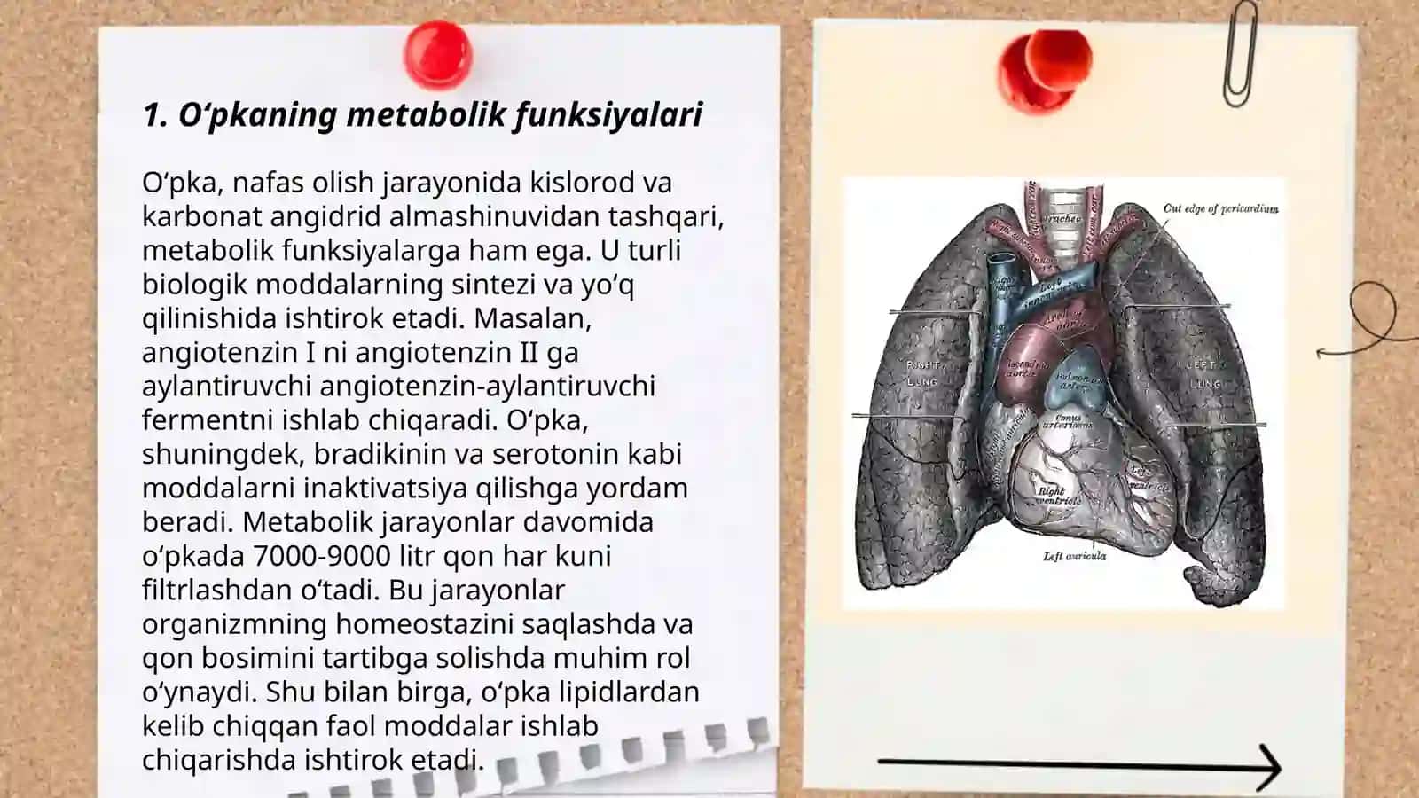 Oʻpkaning metabolik funksiyalari va ularning buzilishi 3