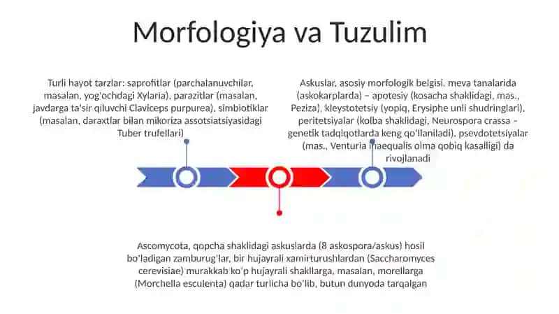 Askomitsetlar sinfining sistematik belgilari 3
