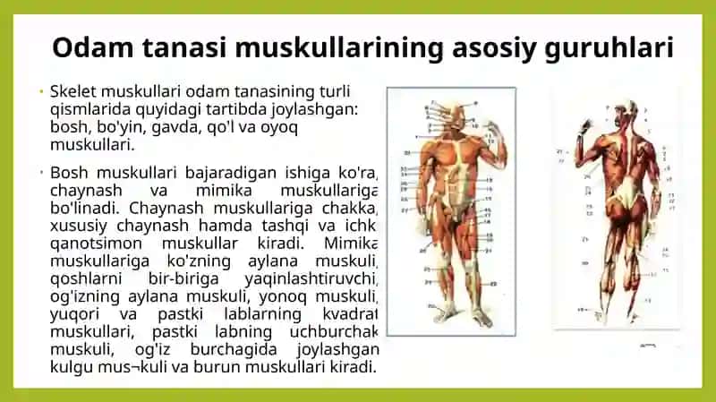 Muskullar faoliyatining jismoniy imkoniyatlari 3