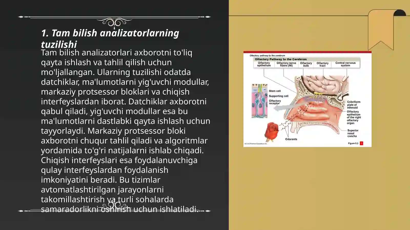 Tam va hid bilish analizatorlarning funksional anatomiyasi 3