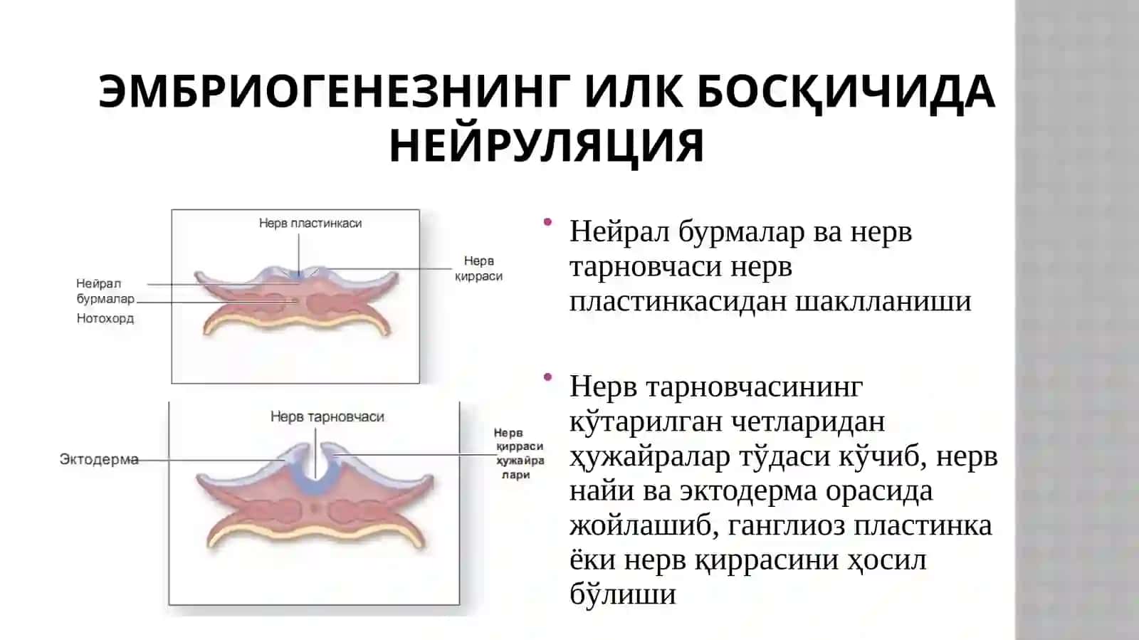 Нервсистемасинингтаркиби 3