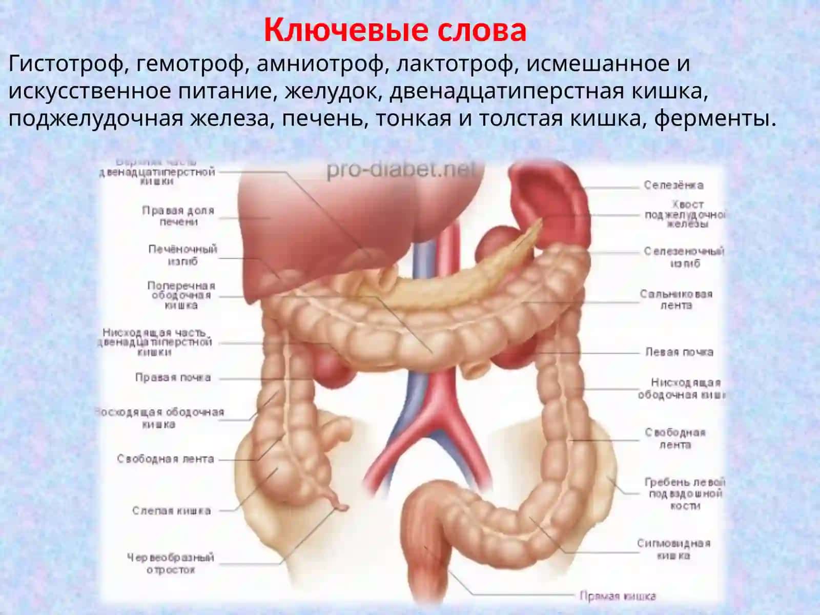 ВОЗРАСТНЫЕ ОСОБЕННОСТИ И ГИГИЕНА ОРГАНОВ ПИЩЕВАРЕНИЯ 3