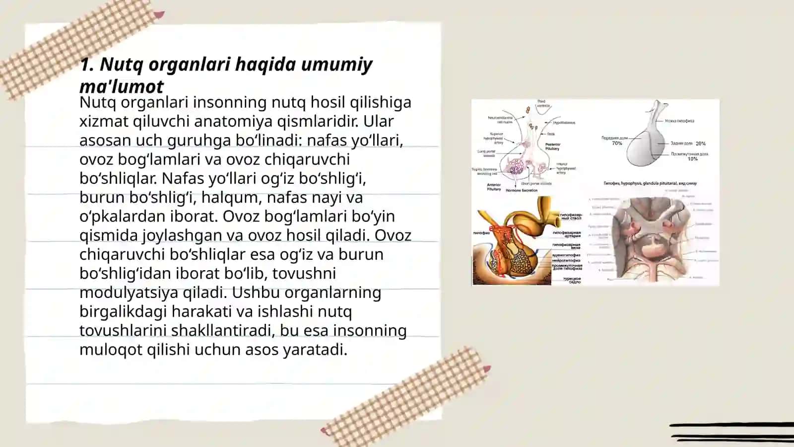 Nutq Organlari 3
