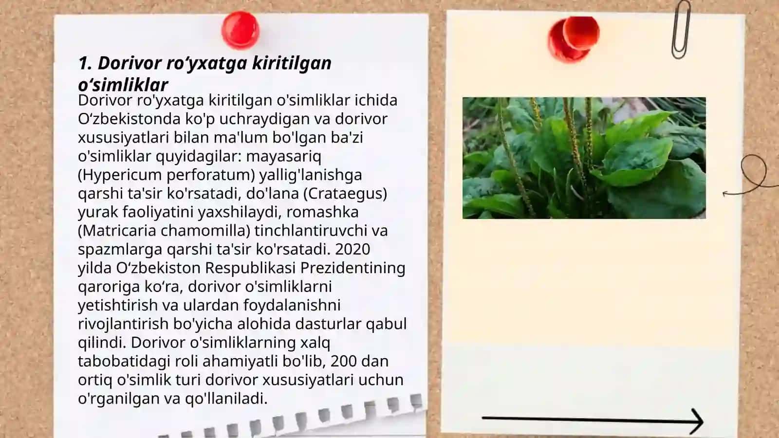 Dorivor òsimliklar 3
