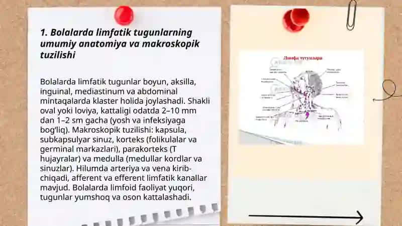 Bolalarda limfatik tugunlarning tuzilishi va rivojlanishi 3