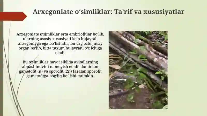 Arxegoniyal O'simliklar va Ularning Ahamiyati 3