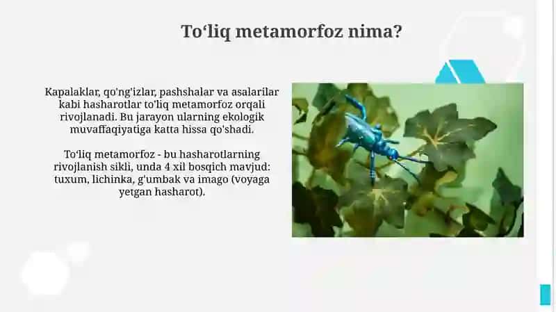 Qoʻngʻizlar (Coleoptera) 3