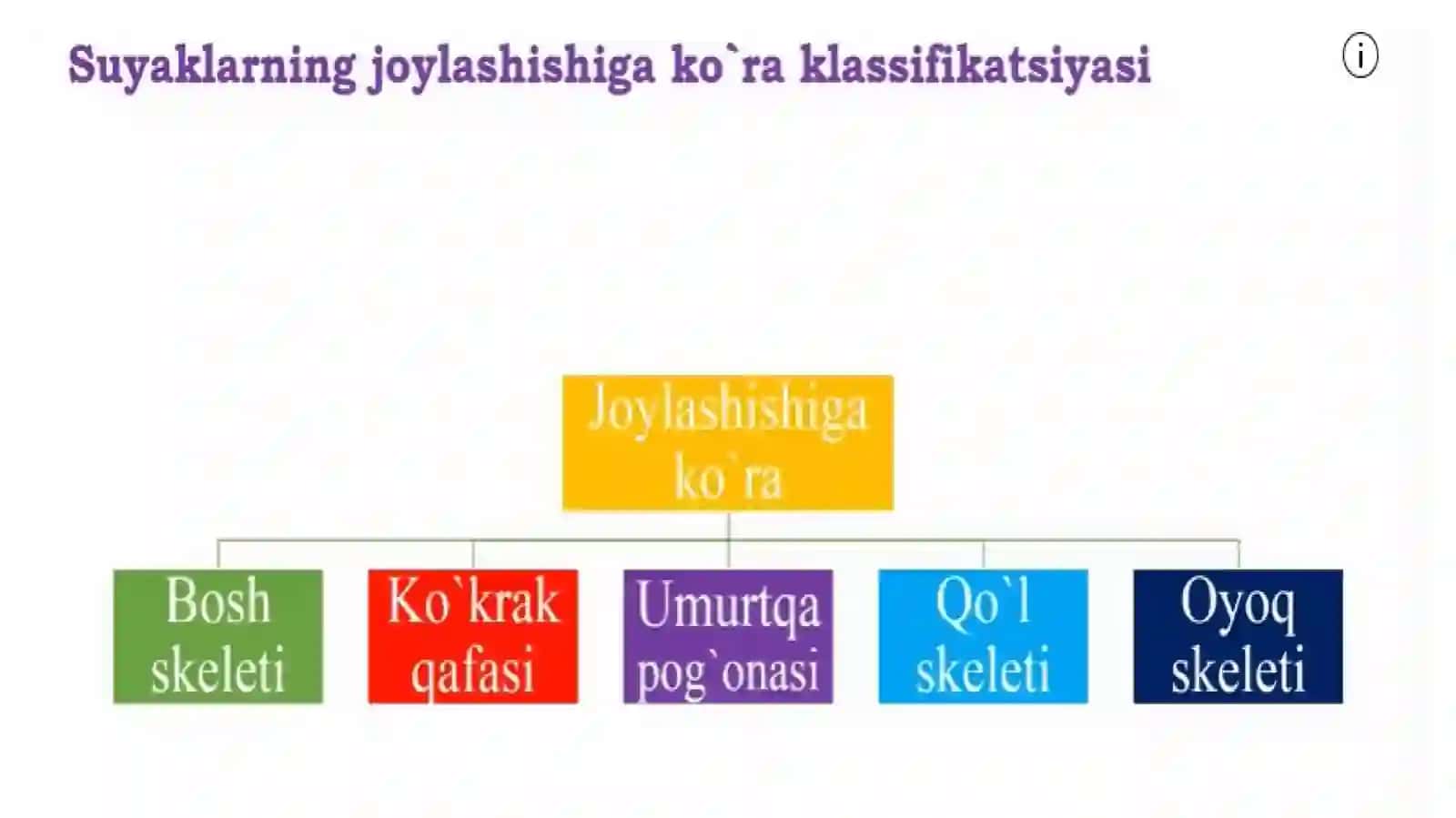 Tanaskeletituzilishi.Sindesmologiya.Miologiya 3