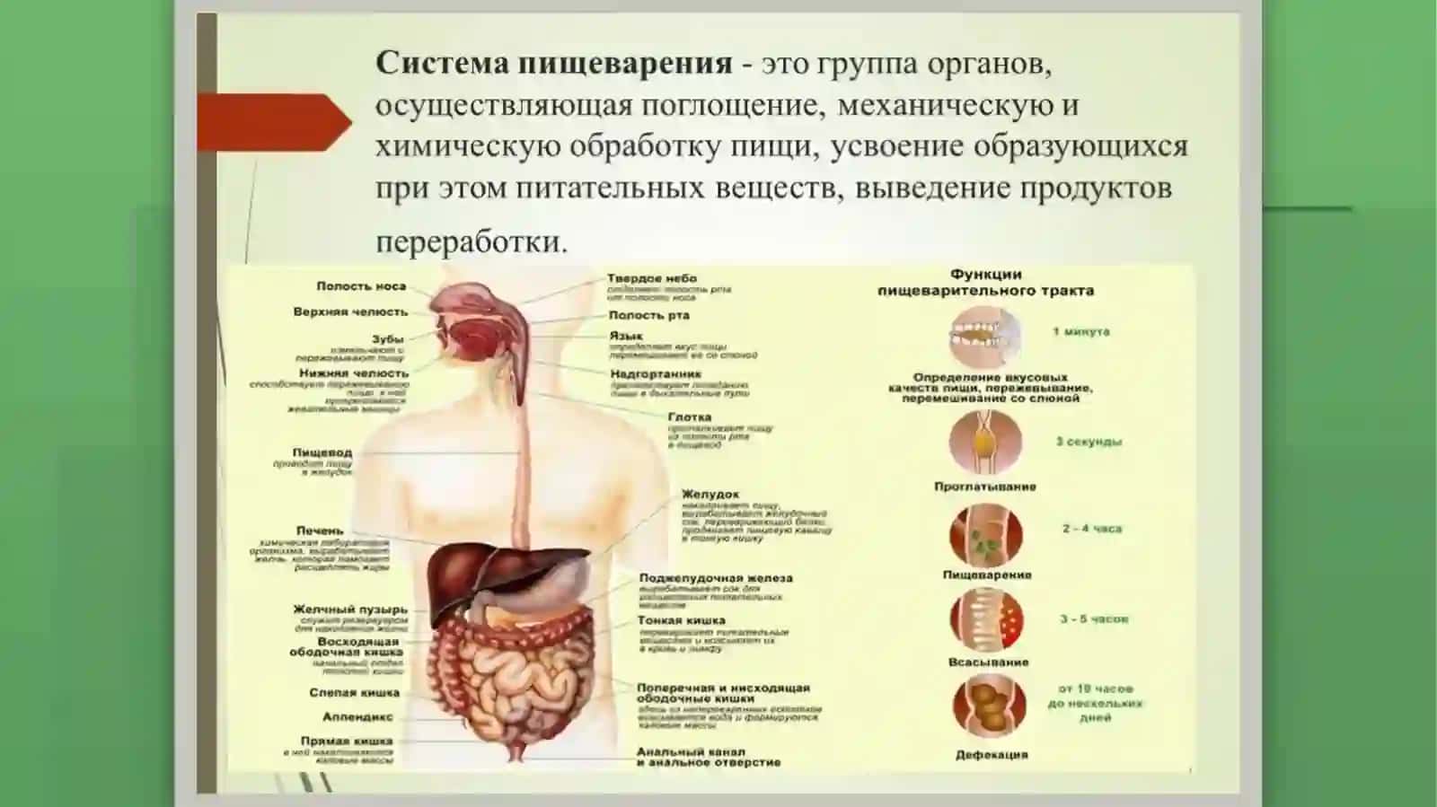 Возрастные особенности органов пищеварения. Гигиенические требования к питанию дошкольников. Рацион, норма и режим питания. Профилактика заболеваний органов пищеварения у детей 3