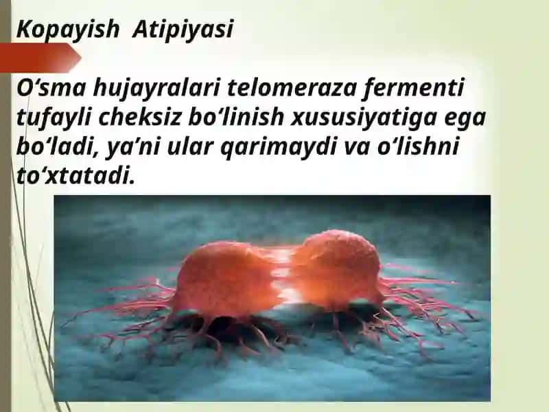 O`smahujayralarining ozigaxosligi 3