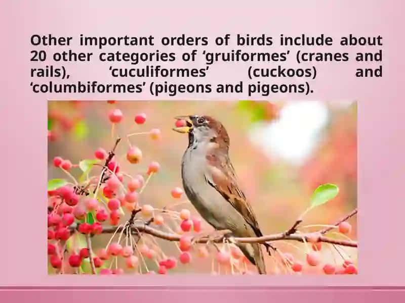 Interesting facts about birds 3