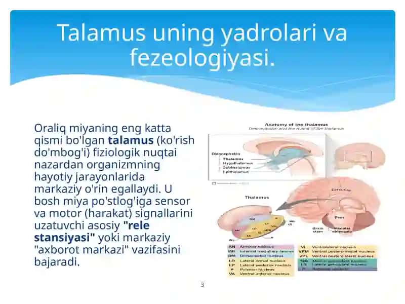 Miyacha va oraliq miya fiziologiyasi 3