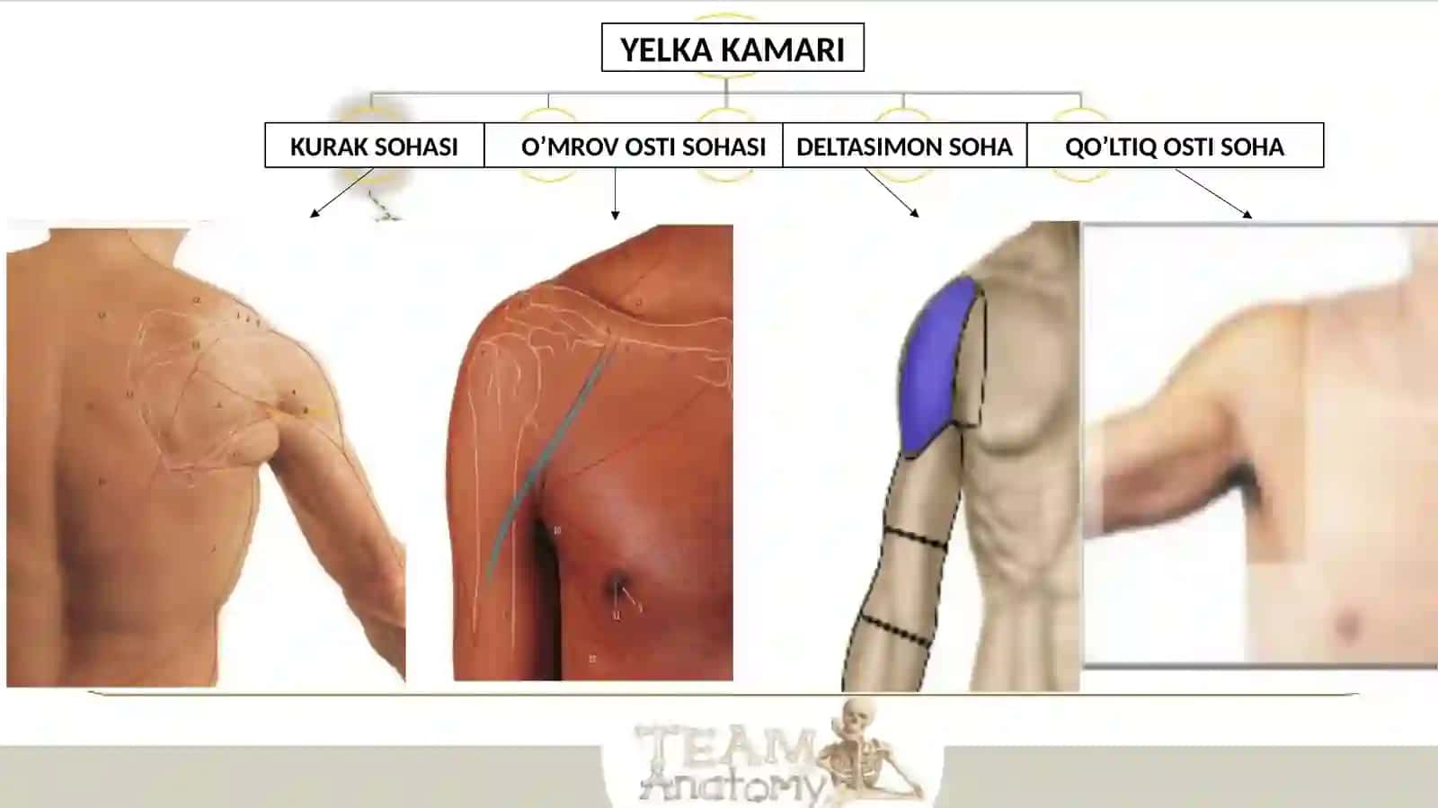 Yelka kamari 3