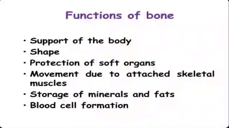 The skeletal system of a human being 3