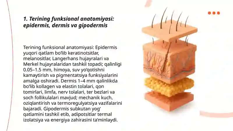 Terining funksional anatomiyasi va fiziologiyasi 3