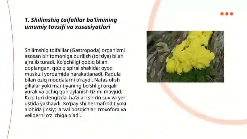 Shilimshiq toifalilar boʻlimi 3