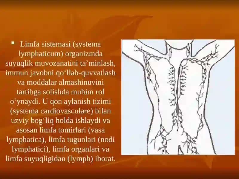 Limfa sistemasi. Slayd 3