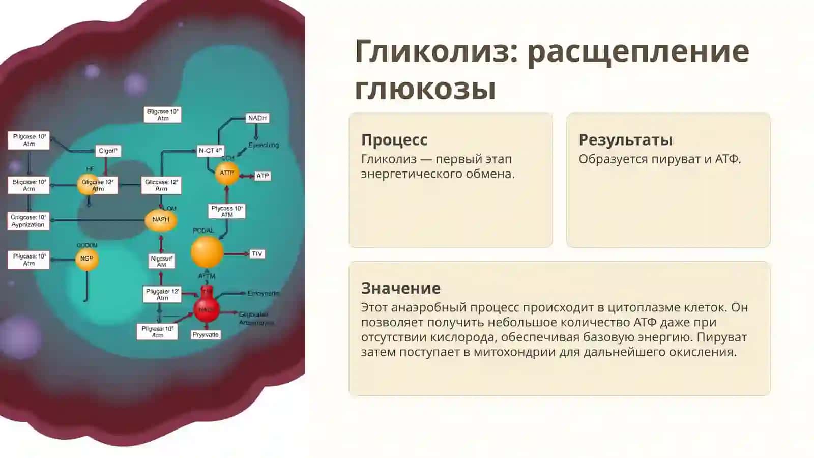 Обмен углеводов: Введение 3