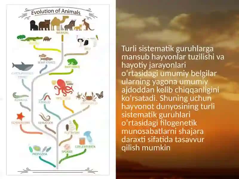 Hayvonotdunyosidagi evolutsiono‘zgarishlar 3