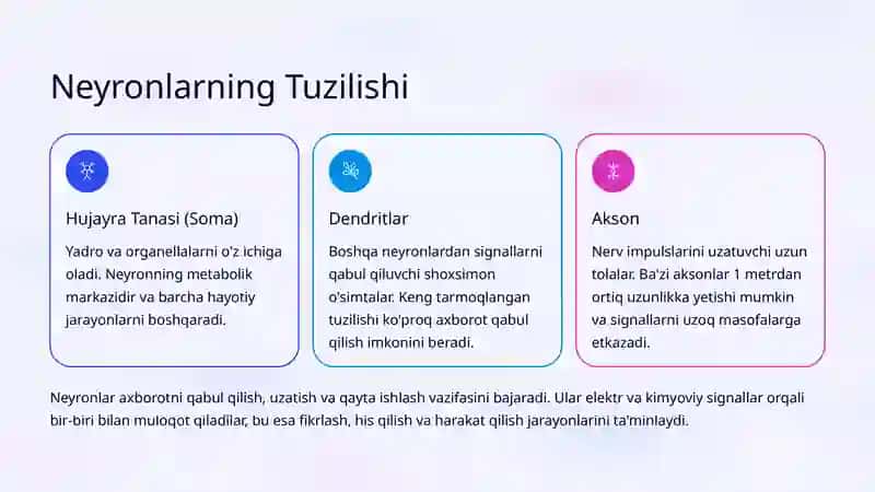 Nerv To'qimalarining Anatomik Xususiyatlari 3